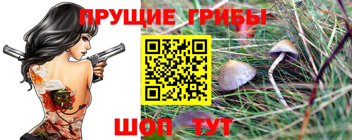 Черкесск  где купить наркотик  Вход с VPN  Псилоцибиновые грибы Psilocybe 
